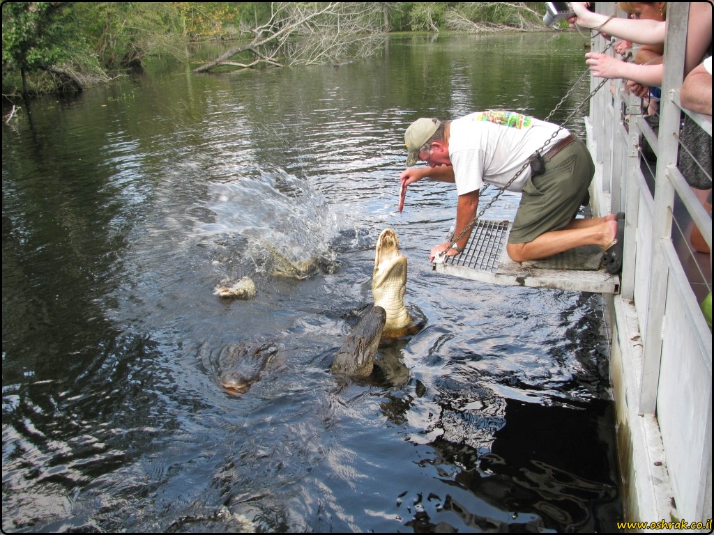  סיור ביצות בניו אורלינס swamp tour New orleans | על המזוודות - הבלוג של אושרה קמחי