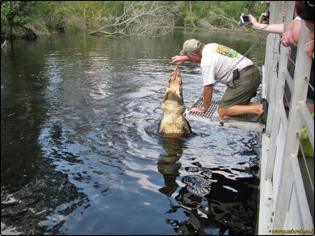 סיור ביצות בניו אורלינס swamp tour New orleans | על המזוודות - הבלוג של אושרה קמחי
