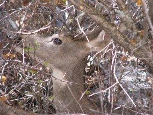 קולורדו - הקניון השחור של הגאניסון (The Black Canyon of the Gunnison)