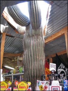 Oatman Arizona | אוטמן אריזונה