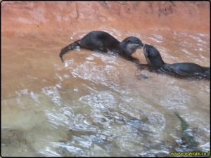 Tallahassee Museum - Florida wildlife and nature trails | מוזיאון טלהאסי - מסלול טיול בטבע של פלורידה