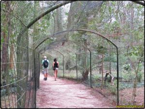 Tallahassee Museum - Florida wildlife and nature trails | מוזיאון טלהאסי - מסלול טיול בטבע של פלורידה