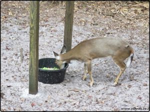 Tallahassee Museum - Florida wildlife and nature trails | מוזיאון טלהאסי - מסלול טיול בטבע של פלורידה
