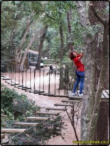 Tallahassee Museum - Tree to Tree Adventures | מוזיאון טלהאסי - פארק חבלים