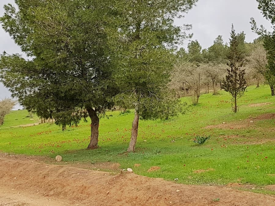 עם האופנוע בקטנה: מסלול חד יומי ליער להב ולגן הלאומי עין חמד - על המזוודות