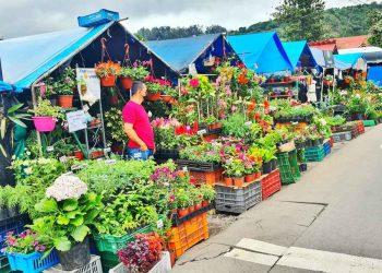 אושרה קמחי - Boquete