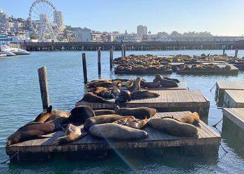 כלבי ים שוכבים כל רפסודות ברציף 39 בסן פרנסיסקו. צילום דורית אמיר.