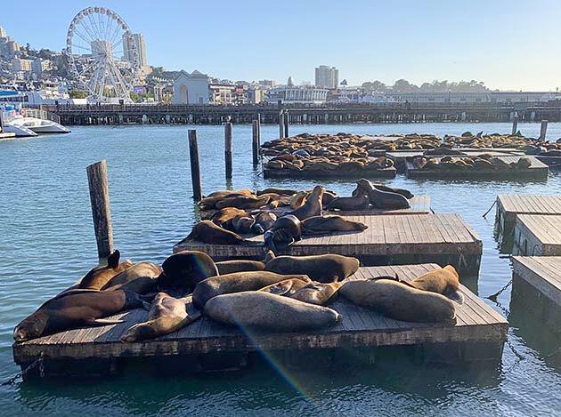 כלבי ים שוכבים כל רפסודות ברציף 39 בסן פרנסיסקו. צילום דורית אמיר.